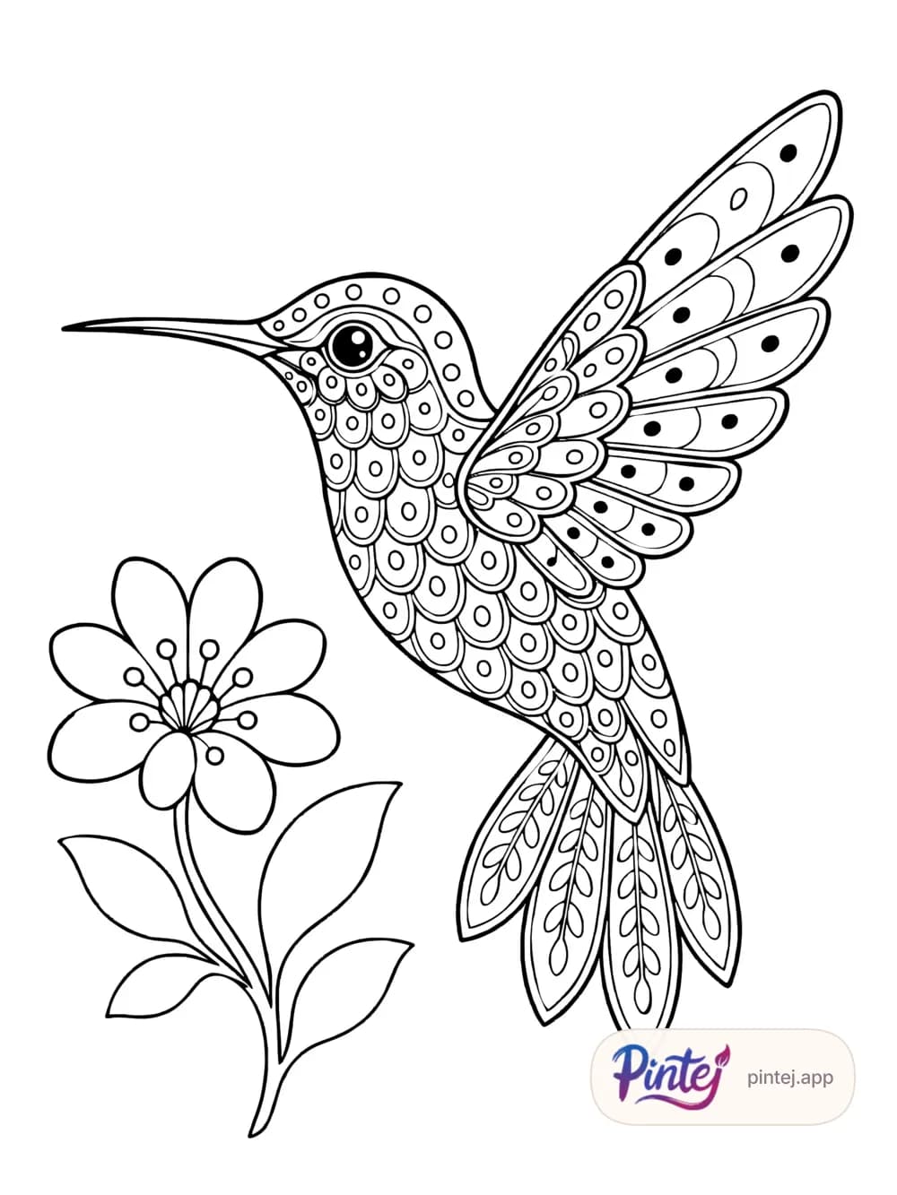 Hummingbird — Line art