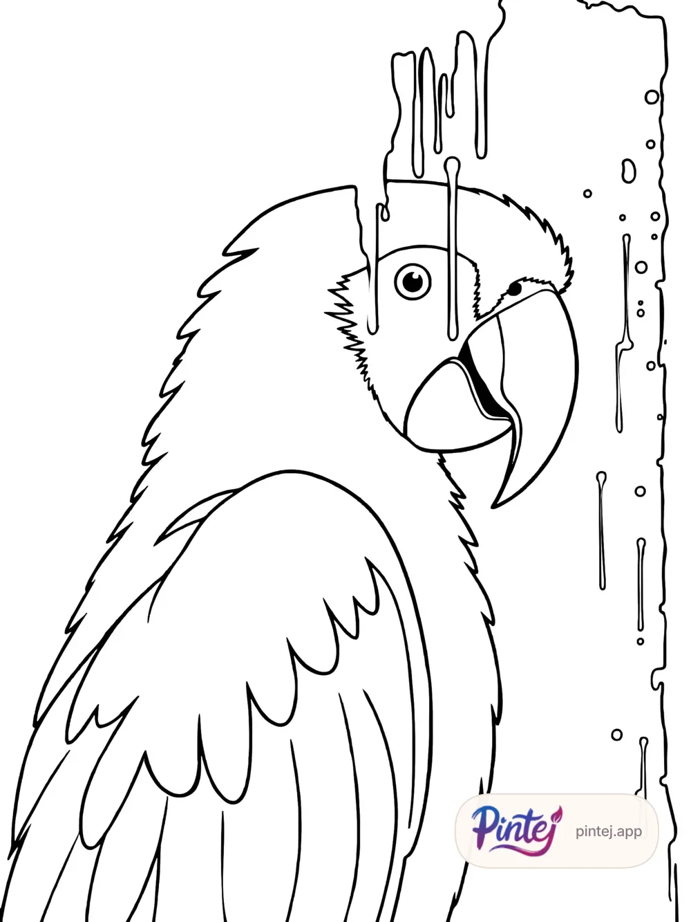 Macaw — Line art